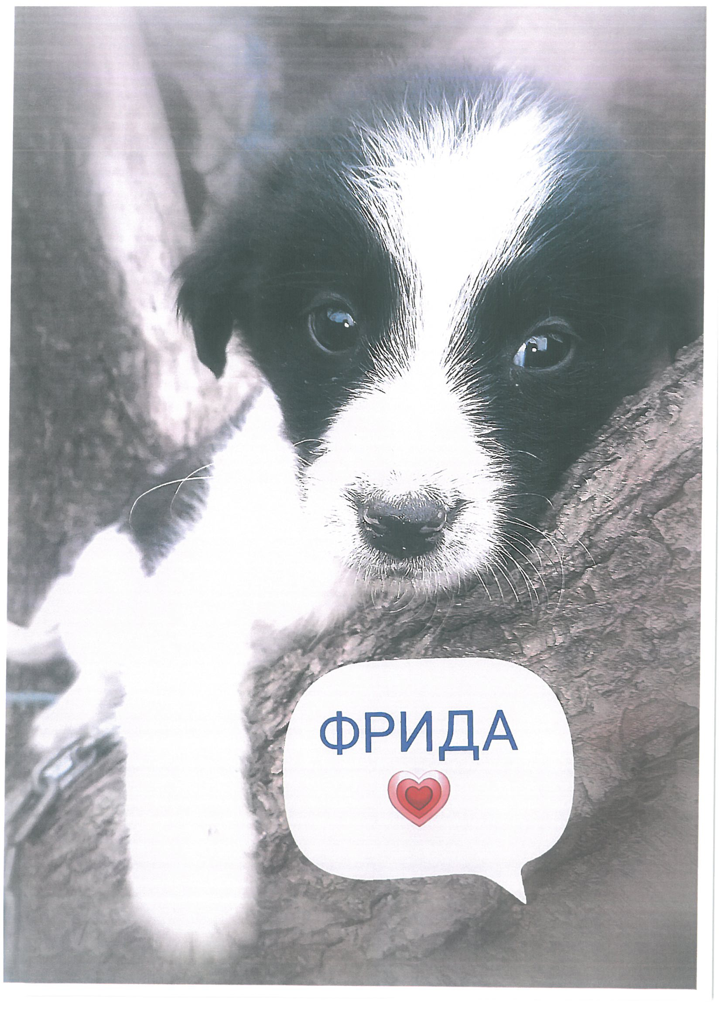 фрида.jpg